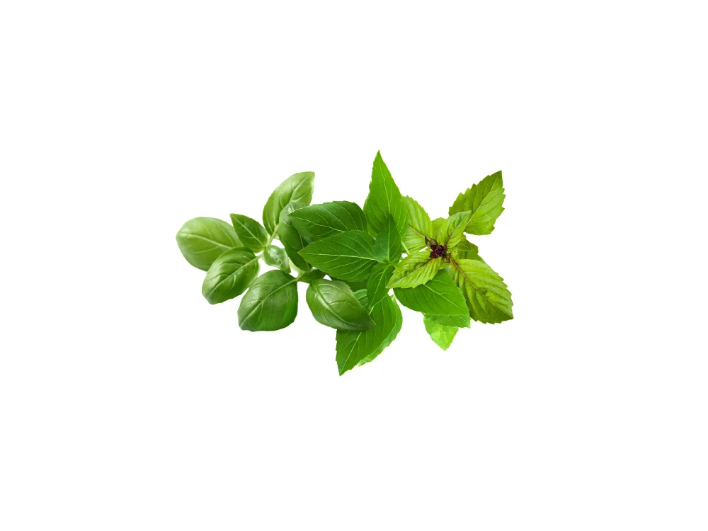 Click and Grow Pods Package, Basil Mix, Set of 9 pcs