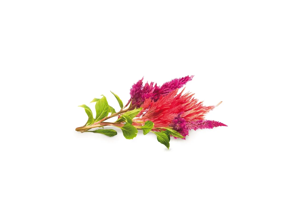 Click and Grow Pods Package, Seeds with Soil, for Celosia Set of 3pcs